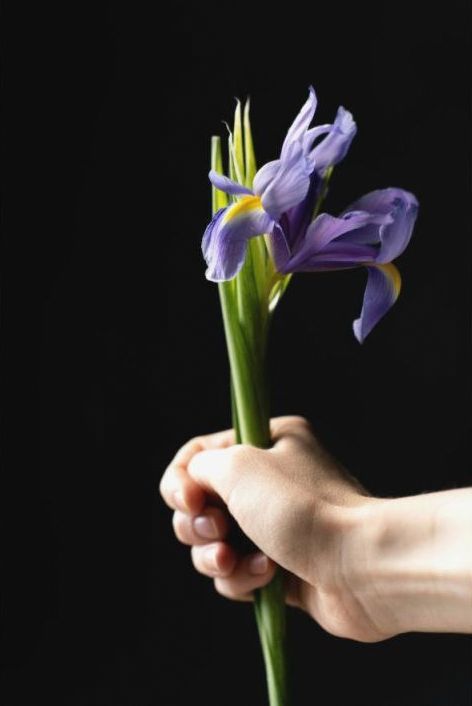 Seizoensbloemen