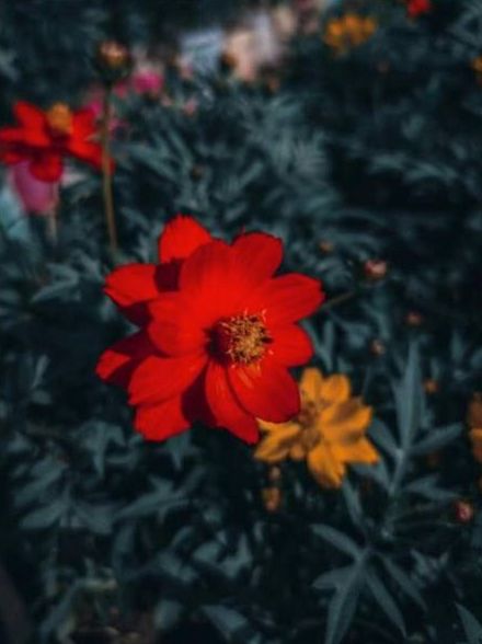 Bloemenatelier Optieboost